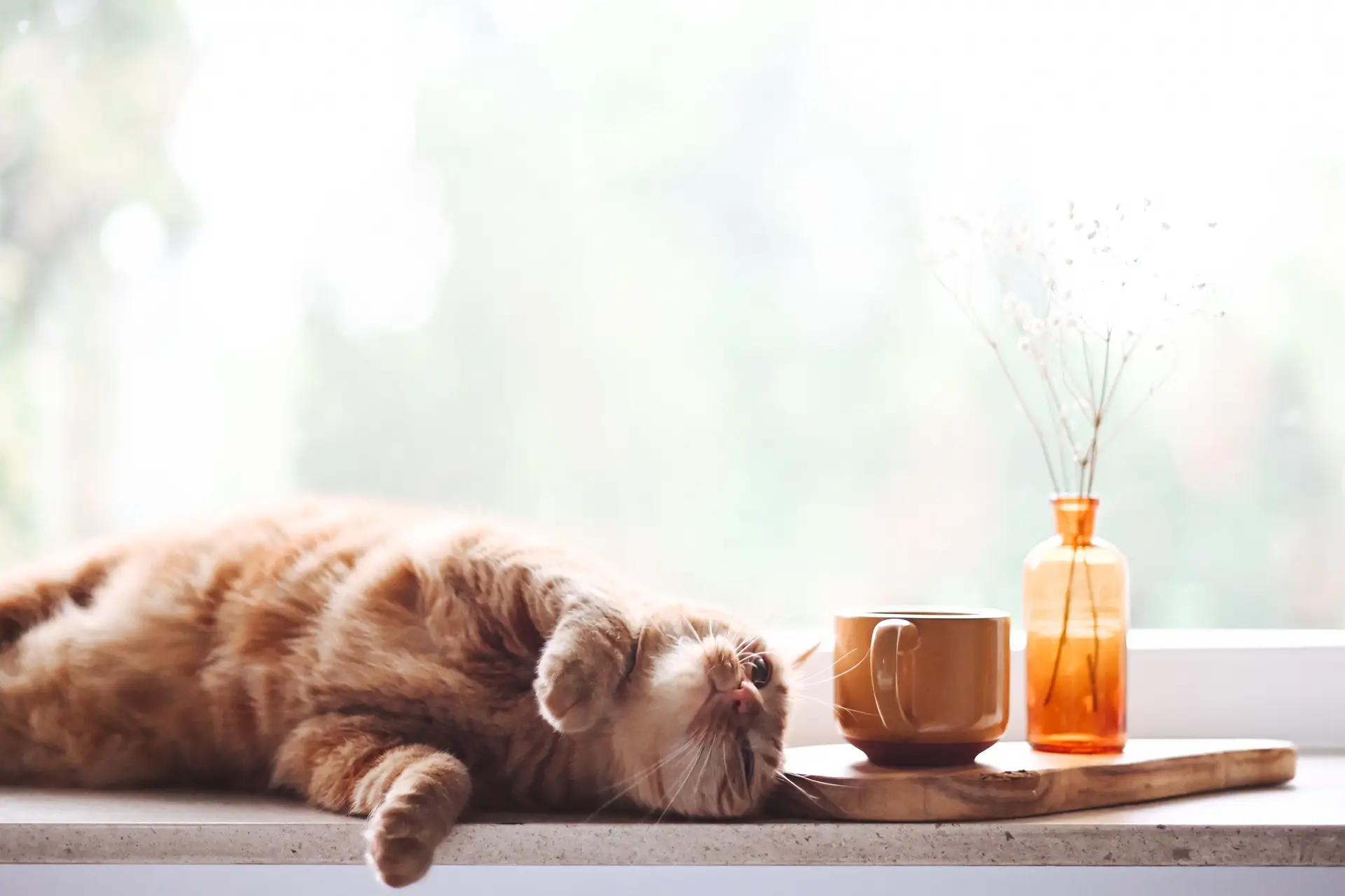 Lazy Ginger Cat Resting on a Sunny Window Sill
