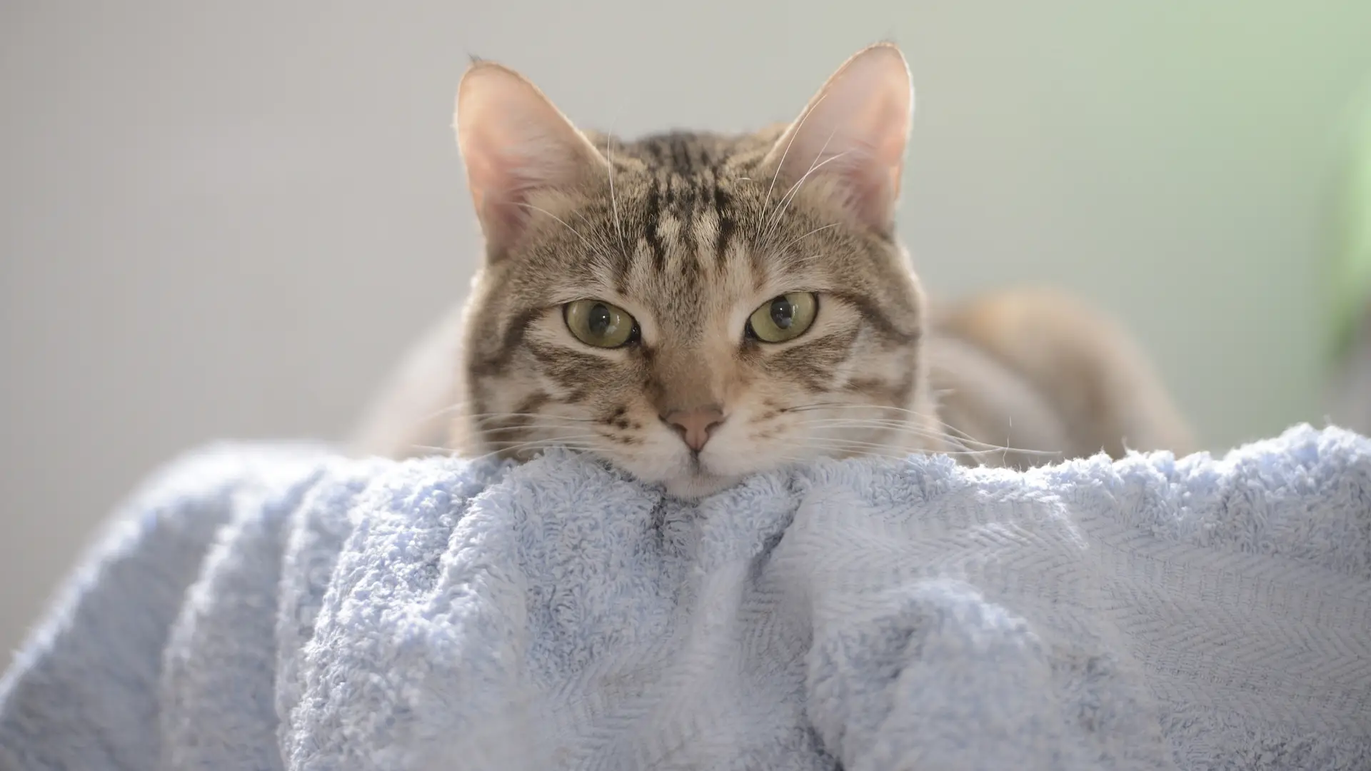 Cute Cat Resting on a Soft Blue Blanket