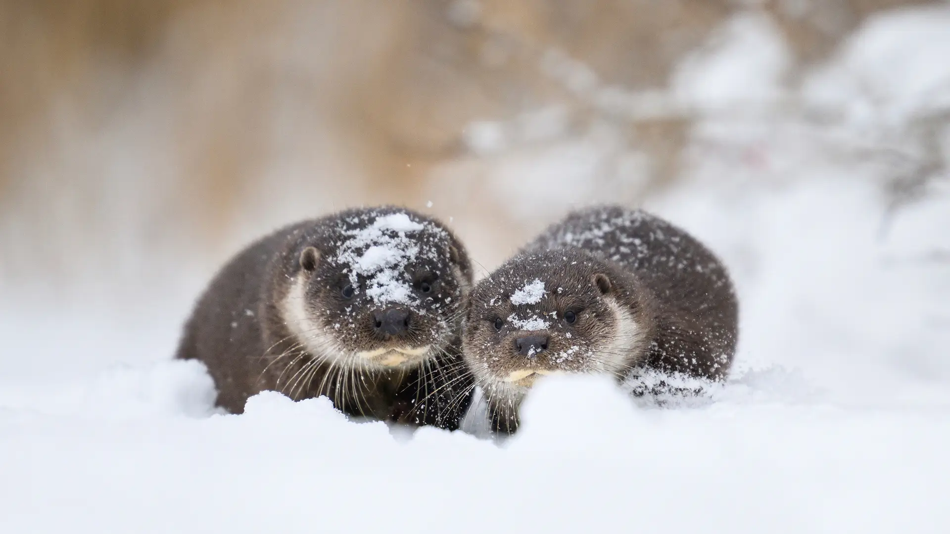 Snow-Dusted Eurasian Otter and Pup Together in Estonia