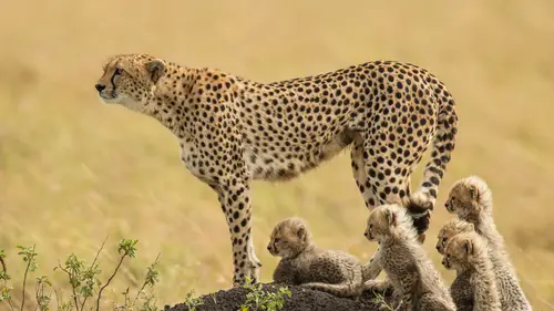 3840x2160 Desktop Wallpaper - Mother Cheetah and Four Cubs on Golden Maasai Mara Grassland