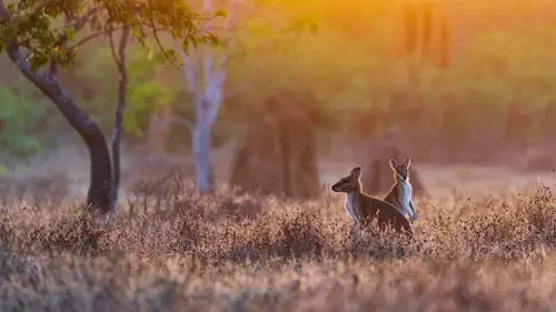 3840x2160 Desktop Wallpaper - Two Wallabies in Sunrise Grass by the Adelaide River