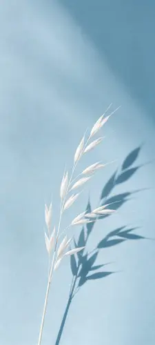 1440x3200 Mobile Wallpaper - 蓝色背景干花光影手机壁纸