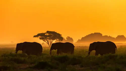 3840x2160 Desktop Wallpaper - Three Elephants Walking Beneath an Orange Amboseli Sky