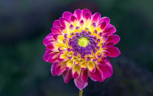 5120x3200 Desktop 自然风景 Wallpaper - 大丽花特写紫色花瓣4K电脑壁纸