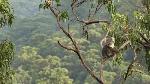 3840x2160 Desktop Wallpaper - Koala on a Eucalyptus Branch Above Great Otway Forest