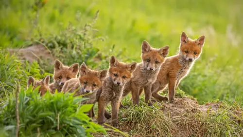 3840x2160 Desktop 可爱萌宠 Wallpaper - 红狐幼崽草地嬉戏4K电脑壁纸