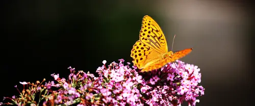 3840x1600 Ultrawide Wallpaper - 橙色蝴蝶粉色花朵超宽屏壁纸