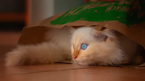 3840x2160 Desktop 可爱萌宠 Wallpaper - Cute Cat Hiding in Paper Bag with Blue Eyes