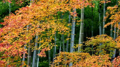 3840x2160 Desktop Wallpaper - 京都岚山红叶竹林4K电脑壁纸