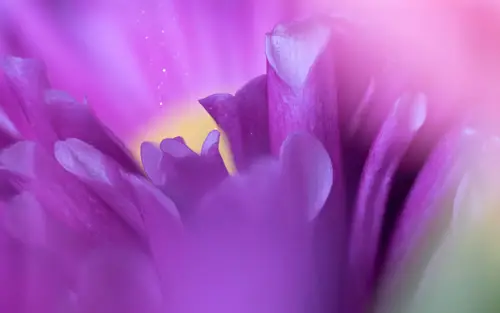5120x3200 Desktop 自然风景 Wallpaper - 紫色番红花花瓣微距4K电脑壁纸