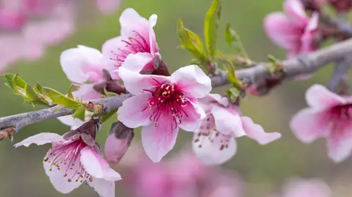 3840x2160 Desktop Wallpaper - 阿维拉海滩粉色苹果花 4K 电脑壁纸