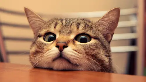 3840x2160 Desktop 可爱萌宠 Wallpaper - 圆眼虎斑猫伏在木桌边缘的暖色正面特写
