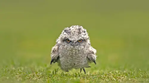 7502x4220 Desktop Wallpaper - 茶色林口蛙幼鸟草地摄影 4K 电脑壁纸