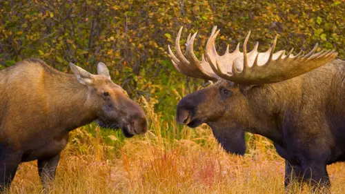 4653x2617 Desktop Wallpaper - Bull and Cow Moose Facing Each Other in Denali's Autumn Grass