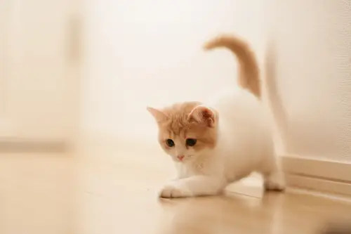 可爱猫咪高清桌面壁纸：萌宠爱好者的治愈系电脑壁纸合集
