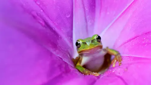 3840x2160 Desktop Wallpaper - 粉色牵牛花里的青蛙4K电脑壁纸