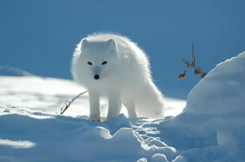 3008x2000 Desktop 自然风景 Wallpaper - Arctic Fox in Snowy Wilderness Wallpaper