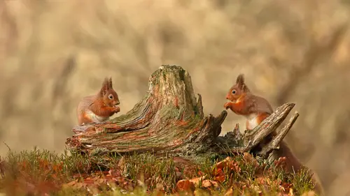5000x2813 Desktop Wallpaper - 凯恩戈姆两只红松鼠苔藓树桩4K电脑壁纸
