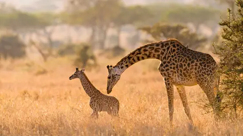 3840x2160 Desktop Wallpaper - Masai Giraffe Mother Tending Her Calf in Serengeti Grass