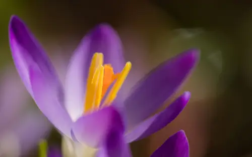 5120x3200 Desktop 自然风景 Wallpaper - 紫色番红花微距花朵4K电脑壁纸
