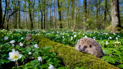 3840x2160 Desktop Wallpaper - 欧洲刺猬森林白花4K电脑壁纸