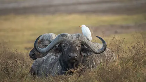 3840x2160 Desktop Wallpaper - African Buffalo Resting in Ngorongoro Crater with an Egret