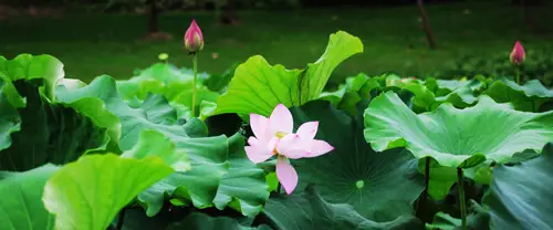 3840x1600 Ultrawide Wallpaper - 盛开粉色荷花与翠绿荷叶超宽屏壁纸
