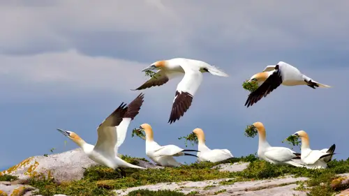 4909x2761 Desktop Wallpaper - 爱尔兰大萨尔蒂岛北方塘鹅4K电脑壁纸