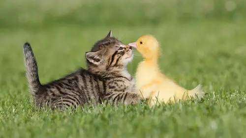 可爱猫咪高清桌面壁纸：萌宠爱好者的治愈系电脑壁纸合集