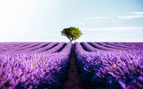 5120x3200 Desktop 自然风景 Wallpaper - 普罗旺斯薰衣草田孤树4K电脑壁纸