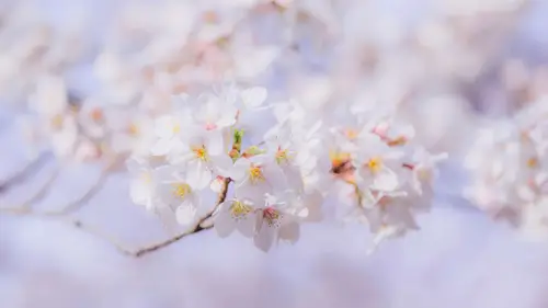 7281x4096 Desktop Wallpaper - 淡粉色樱花特写4K电脑壁纸