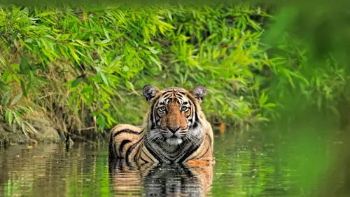 3840x2160 Desktop Wallpaper - Bengal Tiger Facing the Camera in Ranthambore Waters