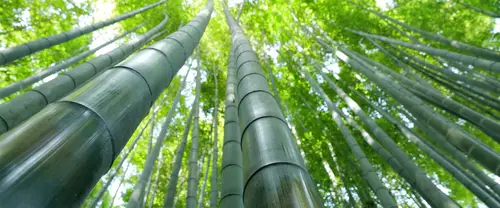 3840x1600 Ultrawide 自然风景 Wallpaper - 仰望竹林青绿竹干汇聚成透光绿叶穹顶