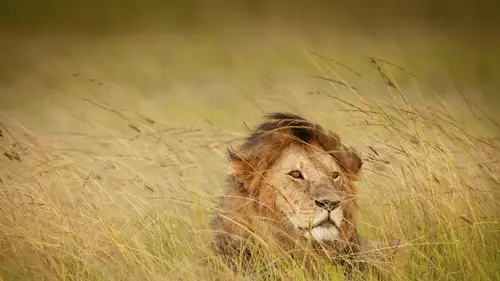 3840x2160 Desktop Wallpaper - Male Lion Among Golden Grasses in Kenya's Maasai Mara