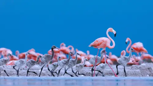 4691x2639 Desktop Wallpaper - Pink Flamingo and Gray Chicks on a Ría Lagartos Shore
