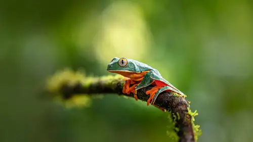 3840x2160 Desktop Wallpaper - Orange-Toed Green Leaf Frog on a Mossy Curved Branch