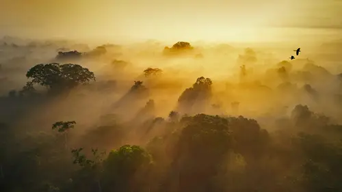 3870x2177 Desktop Wallpaper - 亚苏尼国家公园晨雾森林4K电脑壁纸