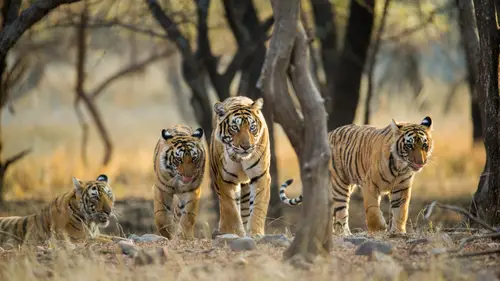 3840x2160 Desktop Wallpaper - Four Bengal Tigers Among Sunlit Trees in Ranthambore