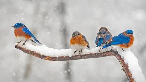 3374x1898 Desktop Wallpaper - 雪中树枝上的东蓝鸲电脑壁纸