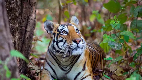 3840x2160 Desktop Wallpaper - Female Bengal Tiger Looking Up in Kanha Forest