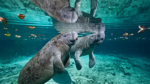 3840x2160 Desktop Wallpaper - Manatee Mother and Calf Reflected at Three Sisters Springs