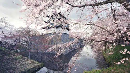 3840x2160 Desktop Wallpaper - 弘前城樱花古堡 4K 电脑壁纸