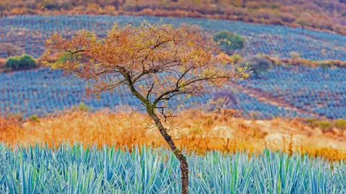 5092x2864 Desktop Wallpaper - 墨西哥龙舌兰田单树4K电脑壁纸