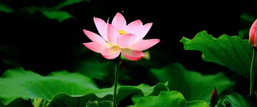 3840x1600 Ultrawide Wallpaper - 粉色莲花盛开超宽屏壁纸