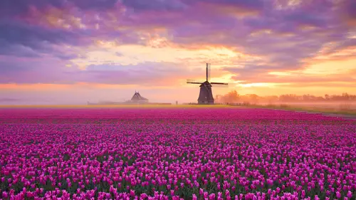 3840x2160 Desktop 自然风景 Wallpaper - 荷兰郁金香花田日落风车4K电脑壁纸