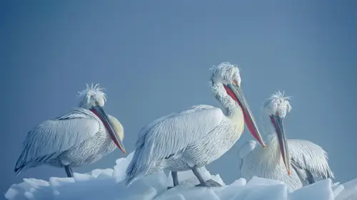 3995x2247 Desktop Wallpaper - 克尔基尼湖冰面上卷羽鹈鹕4K电脑壁纸