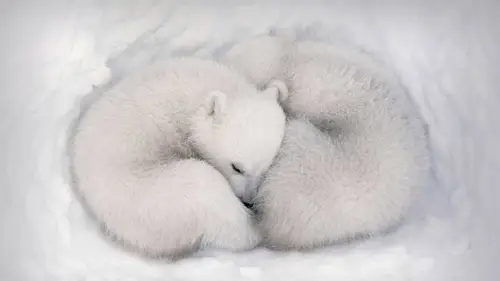 2822x1587 Desktop Wallpaper - 雪洞中蜷缩睡觉的双胞胎北极熊幼崽电脑壁纸