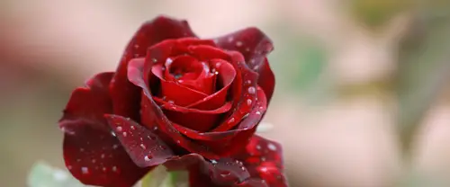 3840x1600 Ultrawide Wallpaper - 红玫瑰花瓣雨滴超宽屏壁纸