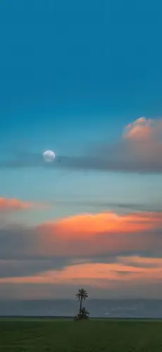 1320x2868 Mobile 自然风景 Wallpaper - 黄昏旷野椰树 满月悬于渐变天空伴橙红云霞飞鸟