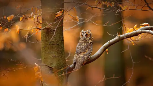 5081x2858 Desktop Wallpaper - Orange-Eyed Long-Eared Owl on a Czech Autumn Branch